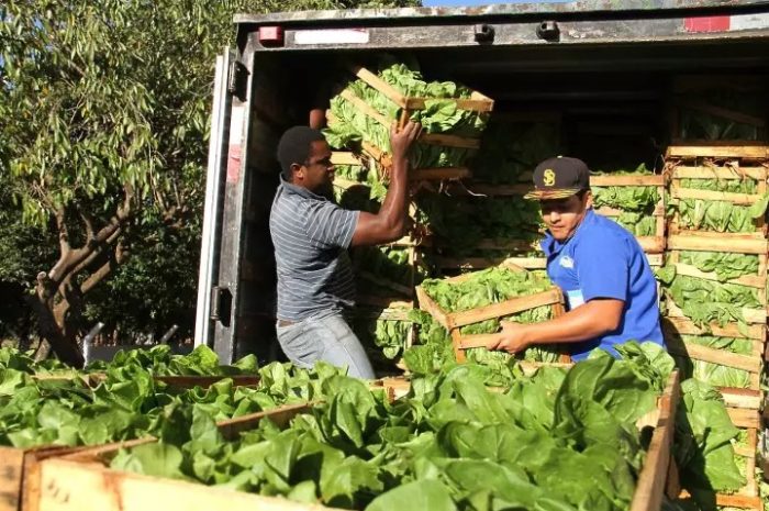 Agricultura familiar fornece alimentos para 207 escolas