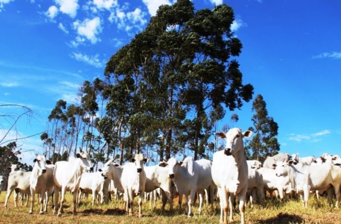 Atenção produtores declaração semestral dos rebanhos começa na quinta-feira e segue até 2 de junho