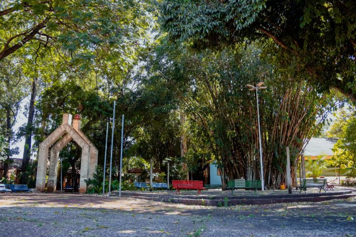 Av. Ernesto Geisel será interditada para remoção de árvores do Horto