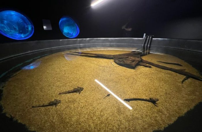 Bioparque Pantanal resgata peixes afetados pela decoada e fortalece pesquisas científicas