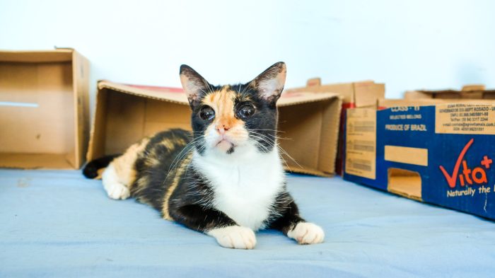 CCZ participa de ação para lembrar o Dezembro Verde, mês de combate ao abandono de animais