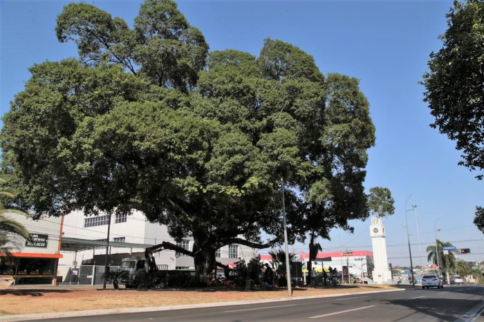 Campo Grande celebra Semana da Árvore e reafirma compromisso com a preservação ambiental