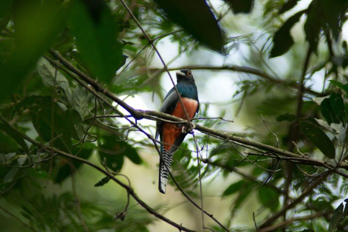 Campo Grande celebra três anos como Capital do Birdwatching