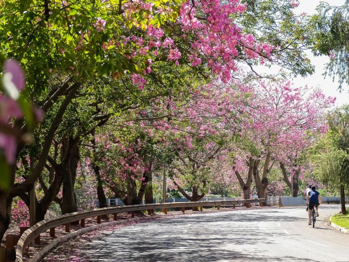 Campo Grande é a capital mais arborizada do Brasil, aponta IBGE