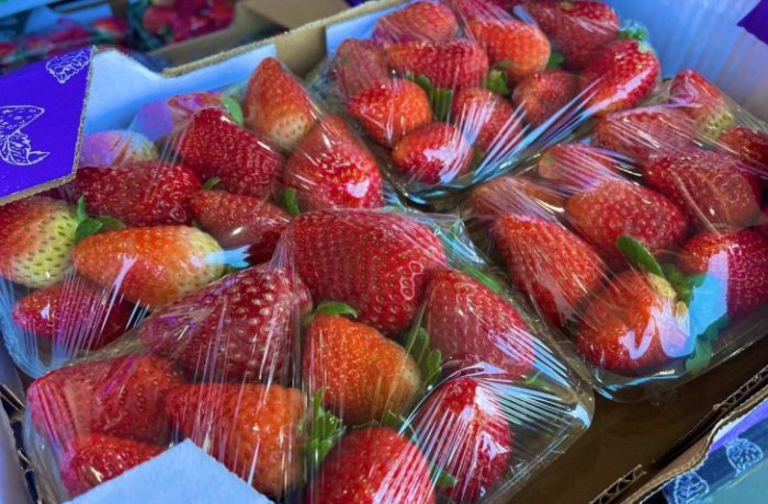 Ceasa em meio a febre do morango do amor, procura pela fruta aumenta e preço já subiu 35%