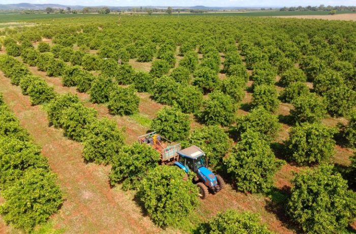Citricultura MS Citrus Summit vai debater nova fronteira produtiva em Três Lagoas