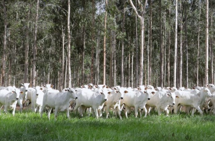 Declaração de Rebanho segunda etapa da campanha da Iagro começa em 1º de novembro
