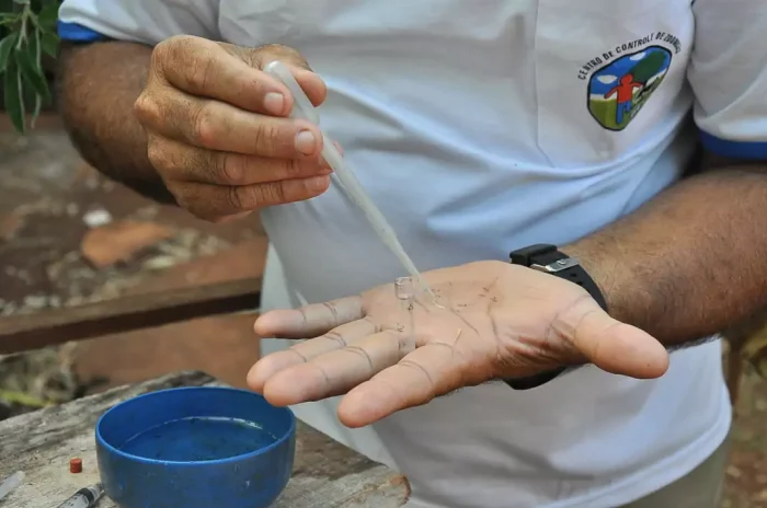 Dengue