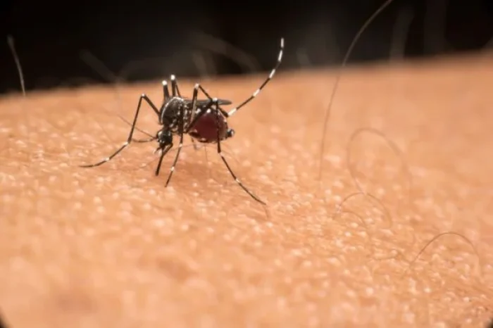 Dengue_Casos_DF-600x400