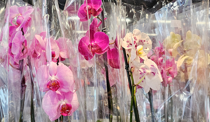 Dia-das-Maes-Orquidea-Foto-Kleber-Clajus-730x425