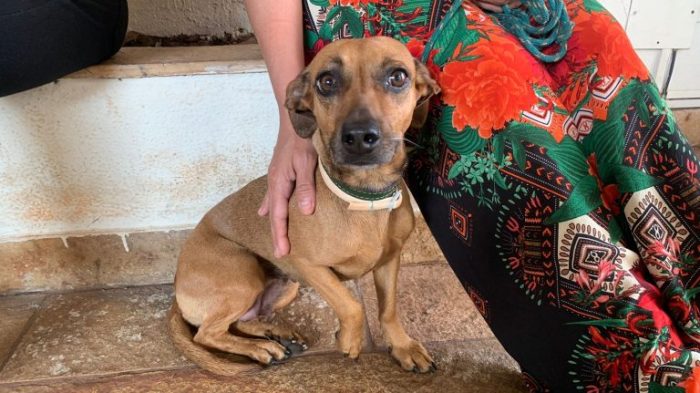 Dia do Cachorro Vira-Lata