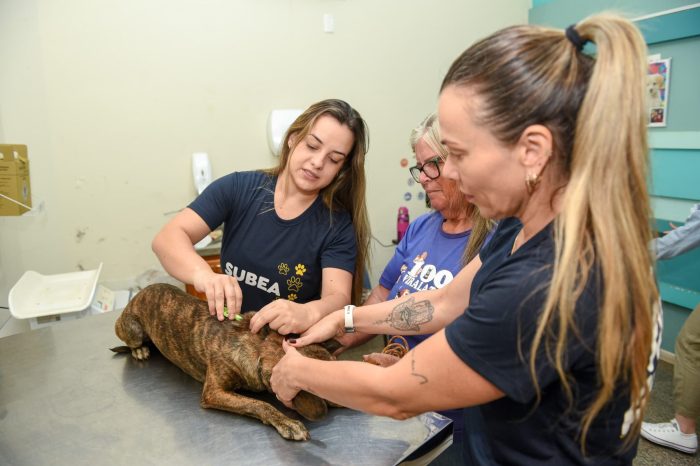 Dois casos de Brucelose Canina são registrados e Subea alerta para prevenção