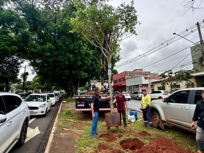 Figueiras cultivadas por 7 anos são plantadas na Avenida Mato Grosso