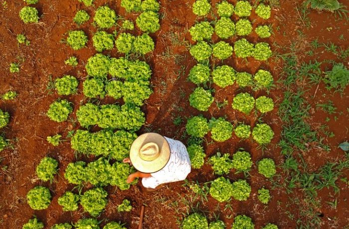 Horta-para-escolas-estaduais-Foto-Bruno-Rezende