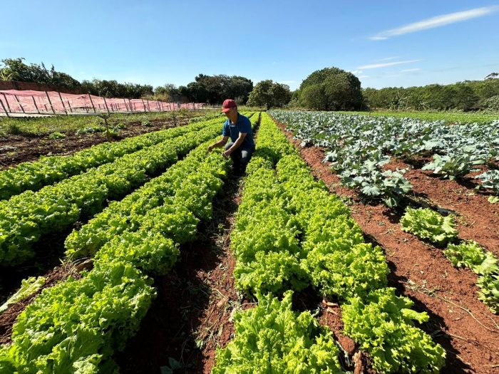 Hortas urbanas dobraram em dois anos e transformam paisagens de Campo Grande