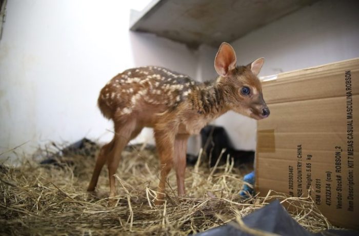 Hospital Ayty completa um ano de atividade com 3 mil reabilitações de animais silvestres