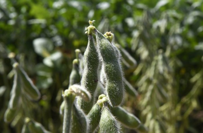 Iagro alerta quase 1 milhão de hectares de soja ainda não foram cadastrados em MS, e prazo se aproxima do fim