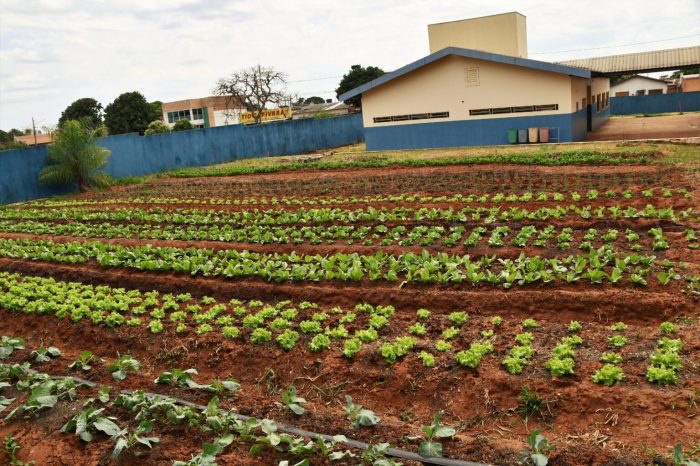 Inauguração da horta no Cras Vida Nova marca Dia Internacional para a Erradicação da Pobreza