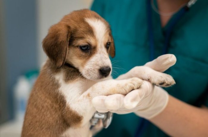 Inédito no Estado, programa MS Vida Animal lança Caravana da Castração na quarta-feira