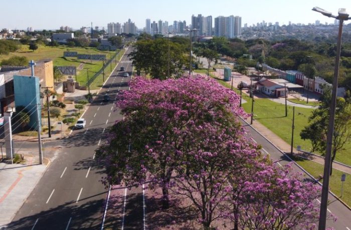 Ipes-Foto-Bruno-Rezende