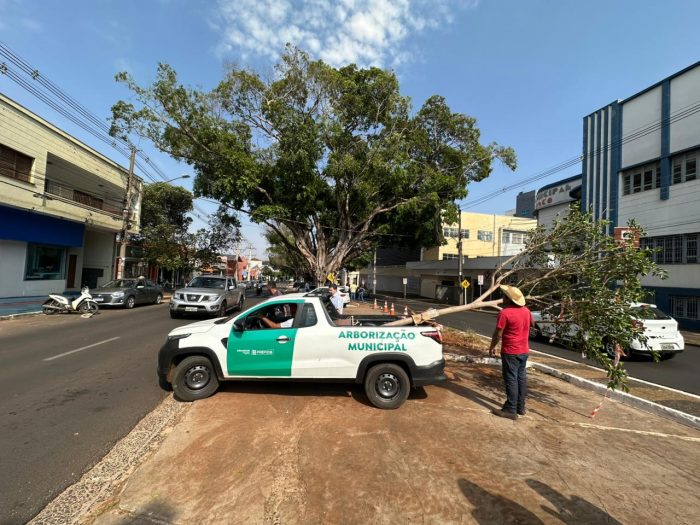 Legado Avenida Mato Grosso receberá mudas das figueiras centenárias da Afonso Pena