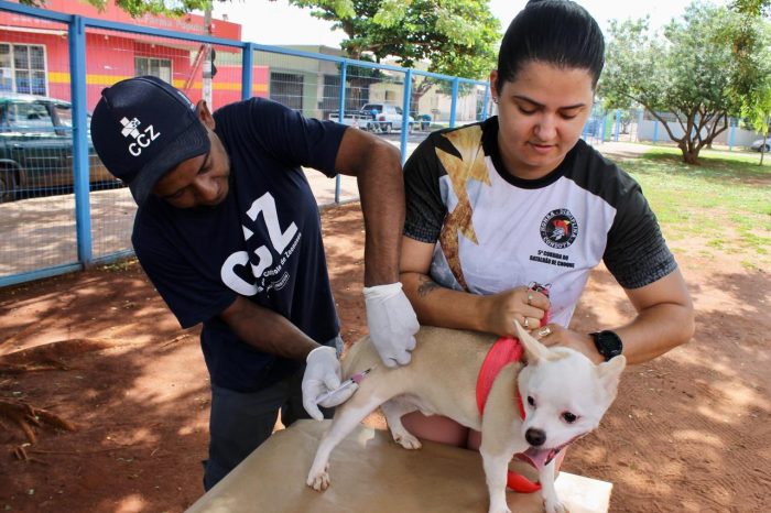 Mais de 1.500 cães e gatos são vacinados contra a raiva neste feriado; campanha segue até o fim do ano na CCZ