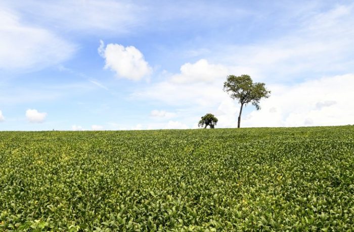 Mais de 70% das lavouras de soja apresentam boas condições de desenvolvimento