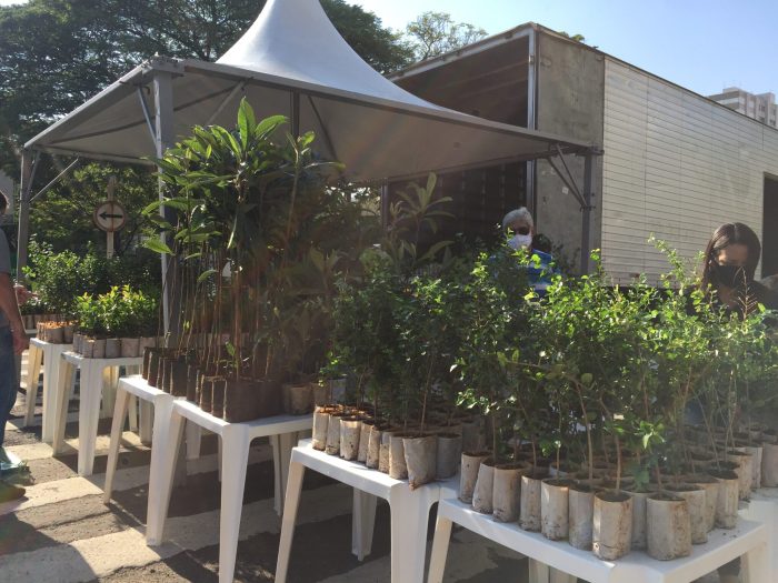 Mais verde para a Capital população recebe mudas frutíferas em ação especial do Dia da Árvore