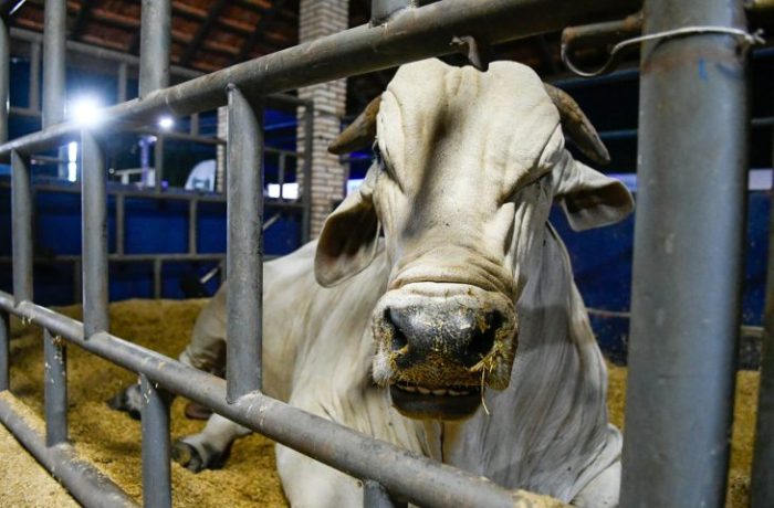 Marco histórico MS recebe status de área livre de aftosa, apto para ampliar mercados da carne