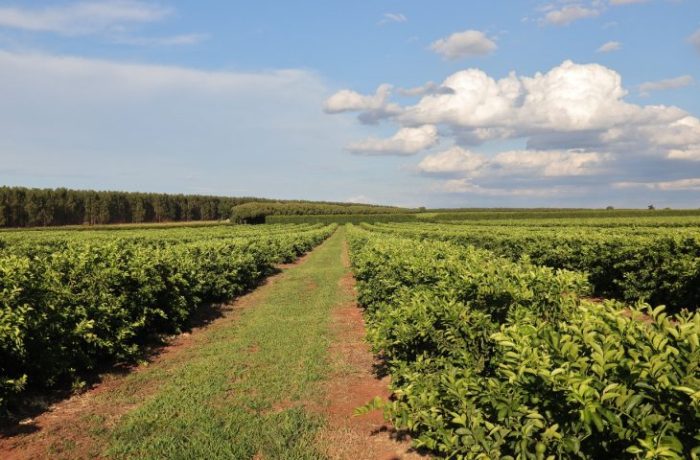 Nova fronteira agrícola citricultura injeta R$ 2,4 bilhões e diversifica base produtiva em MS