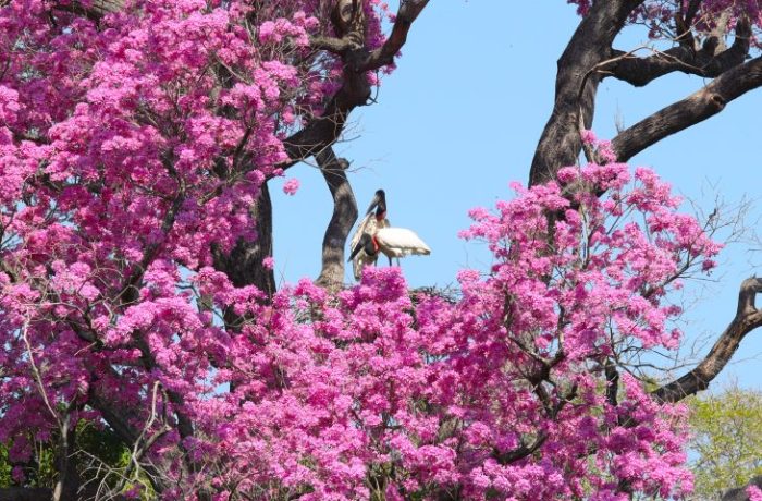 Novo regramento ambiental e monitoramento via satélite ajudam a reduzir supressão vegetal no Pantanal