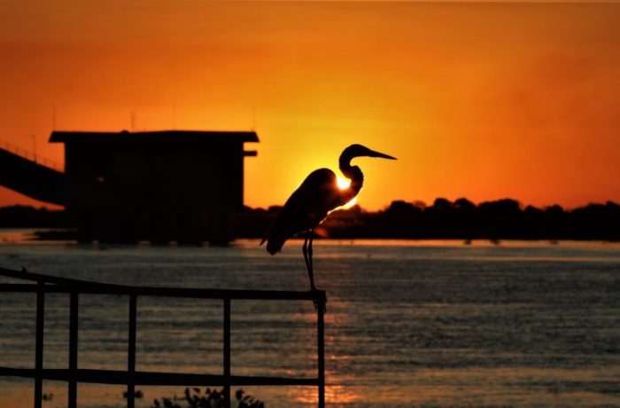 Pantanal-Foto-Saul-Schramm
