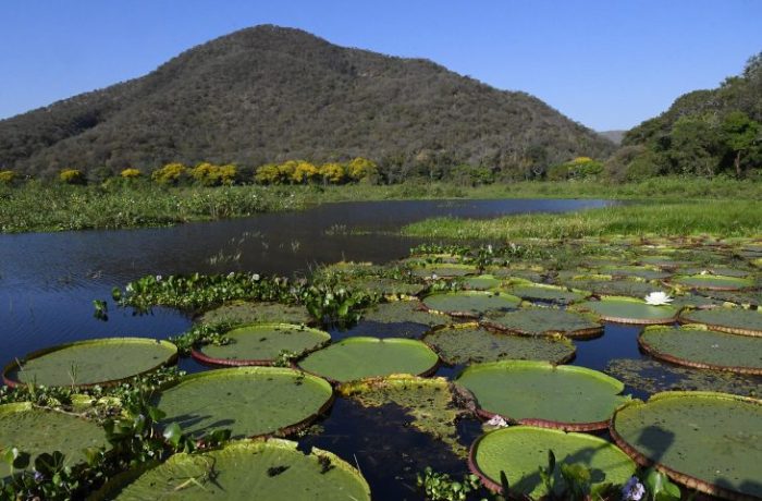 Pantanal-Vitoria-Regia-Foto-Bruno-Rezende