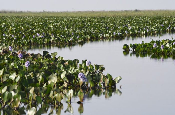 Pantanal