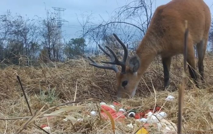 Para preservar fauna do Pantanal, grupo técnico atua em ações de fuga e aporte nutricional dos animais