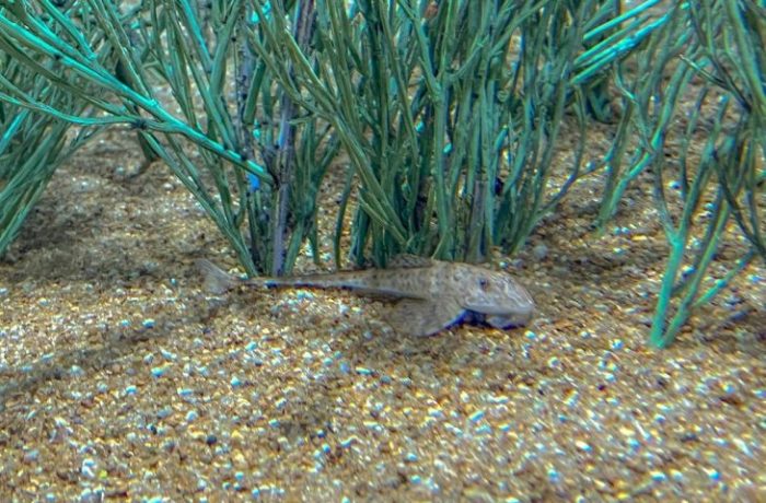 Peixe em extinção reproduz de forma inédita no mundo espécie é atração no Bioparque Pantanal