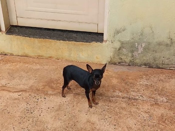Prefeitura alerta sobre a importância da castração para prevenção de gravidez psicológica dos pets