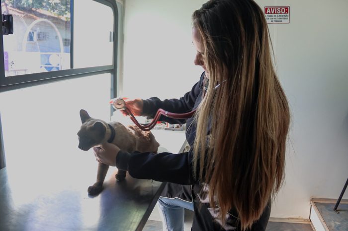 Prefeitura anuncia bairros que receberão atendimento veterinário em setembro