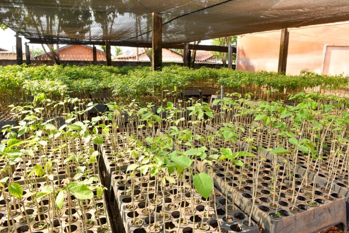 Prefeitura avança em tecnologia digital voltada à gestão da arborização urbana
