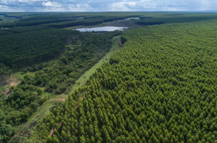 Prestes a se tornar novo polo da celulose em MS, Inocência recebe estudo para nortear crescimento