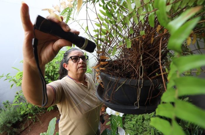 Prevenção mora em casa eliminar criadouros é a medida mais eficaz contra o Aedes aegypti