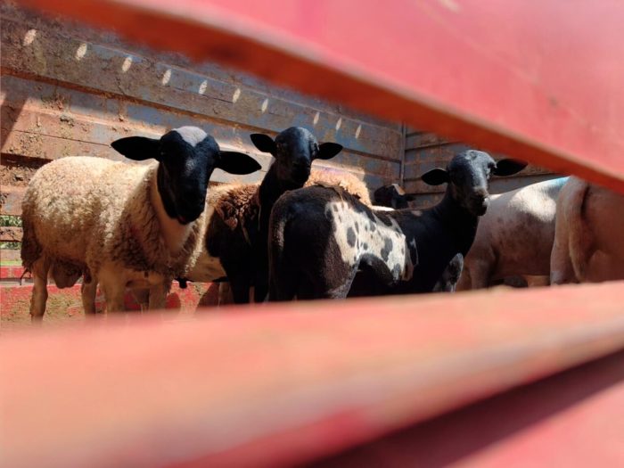 Primeiro embarque de ovinos marca nova fase do setor em CG