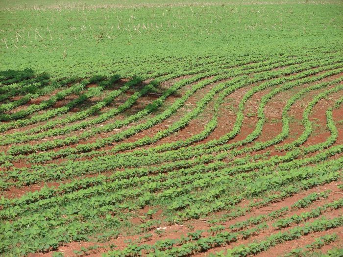 Produção Agrícola Municipal supera R$ 1 bi em 2025