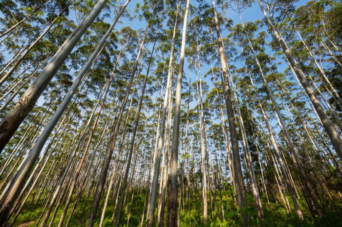 Eucalyptus forest in Sri Lanka
