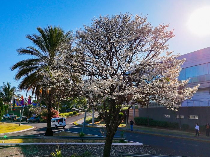 Segunda florada dos ipês-brancos marca a primavera em Campo Grande