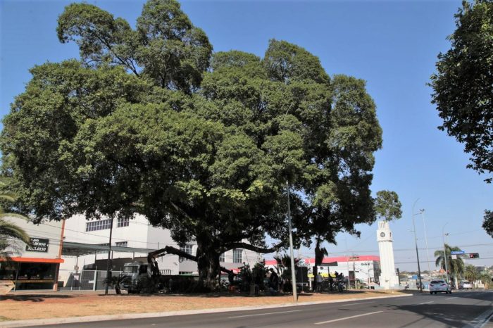 Semana da Árvore Campo Grande reforça compromisso e recebe reconhecimento mundial pela arborização urbana