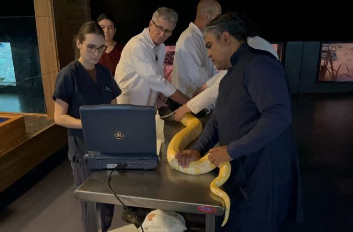 Serpente do Bioparque Pantanal passa por exame de rotina que reforça cuidado com bem-estar animal