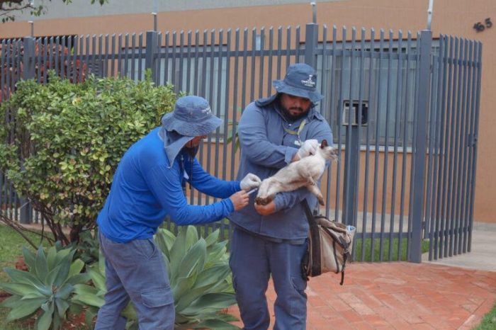 Sesau orienta vacinação de pets e faz alerta após casos de raiva