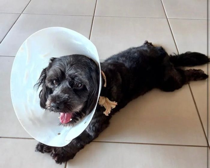 Subea orienta sobre cuidados no pôs operatório da castração de pets
