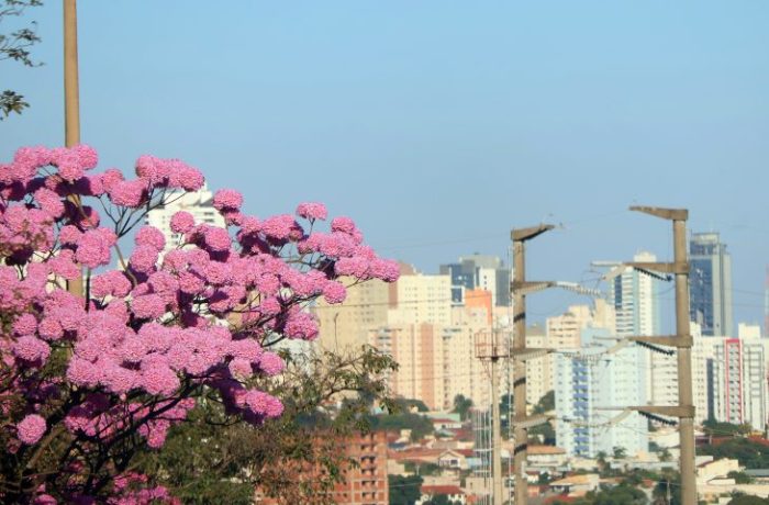 Tempo-Seco-Calor-Ipe-Foto-Alvaro-Rezende